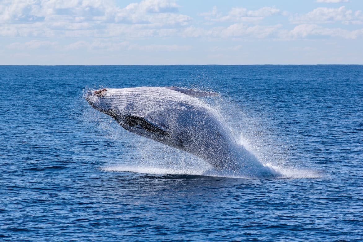 gray-whale-goldcoast